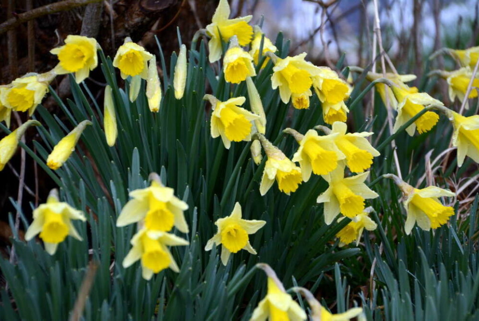 - Det er ikkje alltid så mykje som skal til for å gjere dagane litt lettare og betre for andre