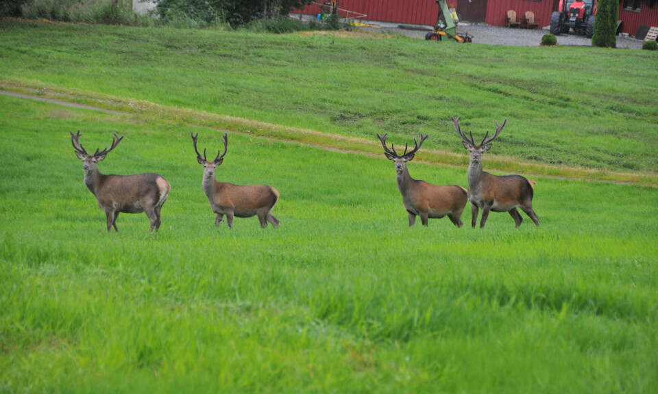 Hjortebukkar på bøen på Grov sist sommar.