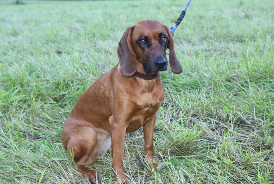 Torsdag blir den generelle bandtvangen oppheva for hundar. Ein hundetrenar rår eigarar til å alltid ha hunden i band.