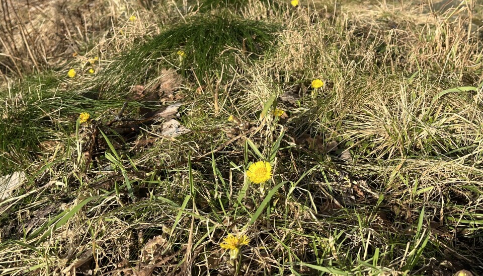 Hestehoven blømer i Trivselsskogen.