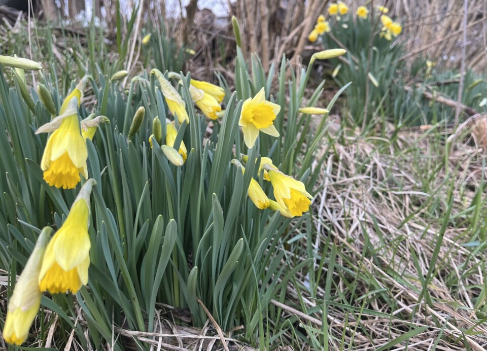 Påskeliljene er i ferd med å sprette ut på den solrike nordsida av Gloppefjorden. Foto: Aadne Gloppestad.