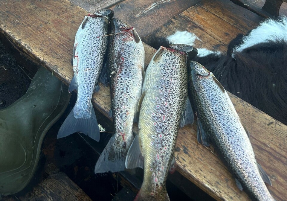 Det blir ikkje fiskefestival i Traudalen i dag.