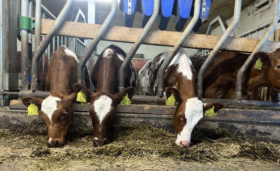 Store delar av landet opplever mangel på veterinærar for produksjonsdyr. Foto: Heidi Molstad Andresen/NPK.