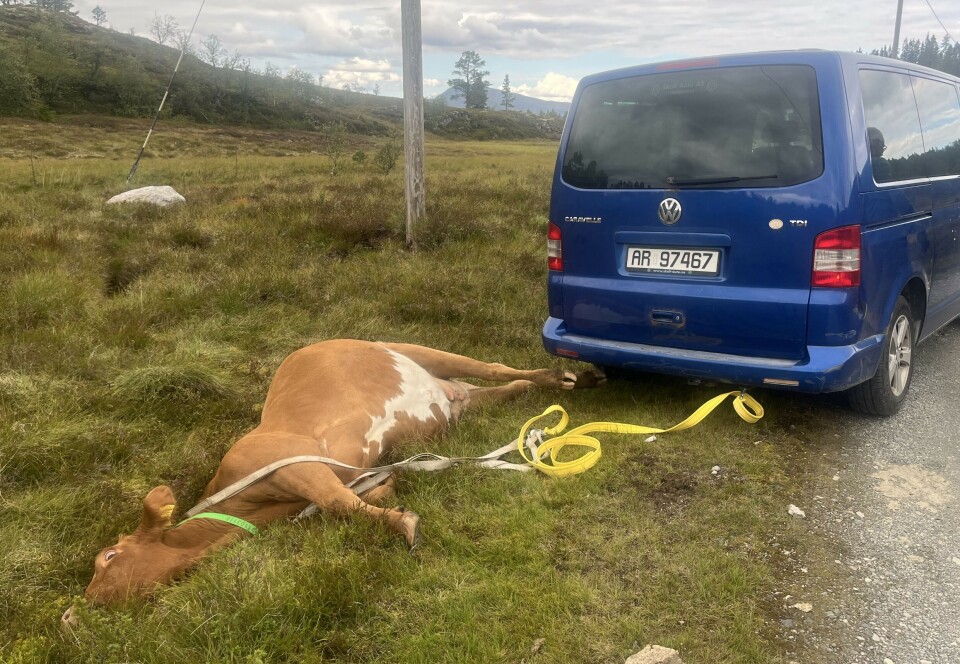 Slik låg kua i grøfta. Ho verka sjanselaus til å kome seg på beina att utan hjelp. Måtte reddast etter å ha kome på rygg på Utvikfjellet.