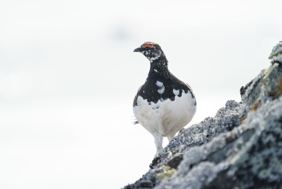 I august har frivillige landet rundt gått om lag 5.000 kilometer i Statskogs jaktterreng, noko som svarer til avstanden mellom Noreg og Mongolia. Teljinga gir grunn til optimisme for bestanden av rype og skogsfugl i Noreg. Foto: Torstein Bøe/NTB/NPK.
