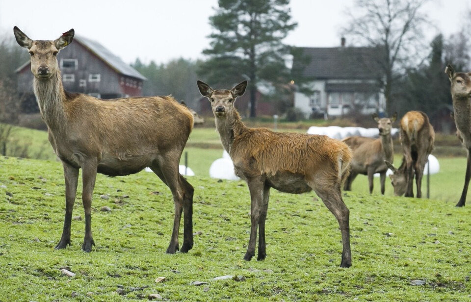 Hausten aukar risikoen for møte mellom bil og vilt. Foto: Heiko Junge/NTB/NPK.