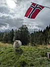 Sau som ser på norsk flagg.