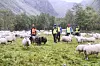 Personar i refleksvestar samlar sauer på ein grøn eng i ein trang fjelldal.
Fitje og Mardal beitelag