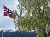 Flagg ved bjørk