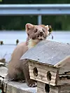 Mår på fuglebrettet på Aa i Hyen.