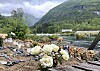 Blomar ved Myklebustdalselva etter at Thomas Niiranen Hamre blei borte der natt til 21. juni 2026.