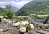 Blomar ved Myklebustdalselva etter at Thomas Niiranen Hamre blei borte der natt til 21. juni 2026.