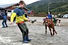 Open gard, kalvemønstring, Tobias Olafsen Veien og kalven Null Tull