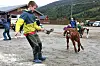 Open gard, kalvemønstring, Tobias Olafsen Veien og kalven Null Tull